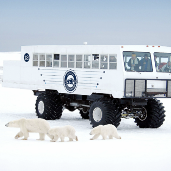 All About Polar Bears: Live from a Tundra Buggy